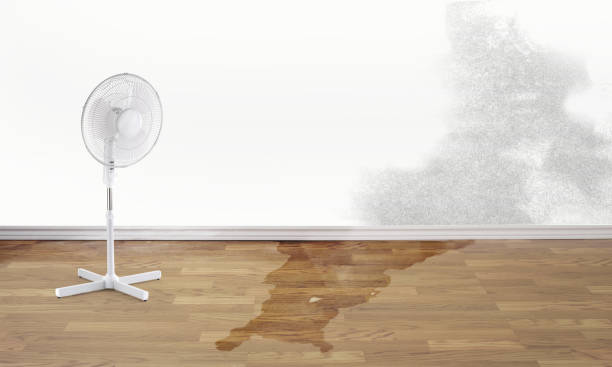 Best Flood restoration services  in Nicholls, GA