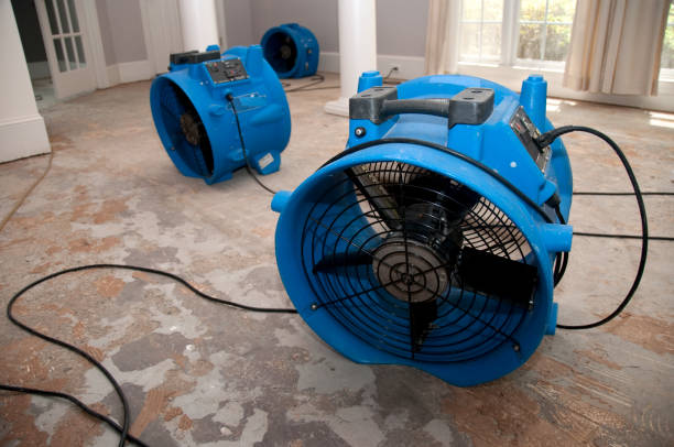 Best Water damage cleanup near me  in Nicholls, GA